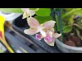Орхидеи в локдаун. Покупка ароматной орхидеи Balm и Gaucho. Ашан, Киев, 10.04.2021г
