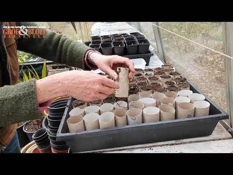 Video: Welke Peulvruchten Groeien In De Tuin?