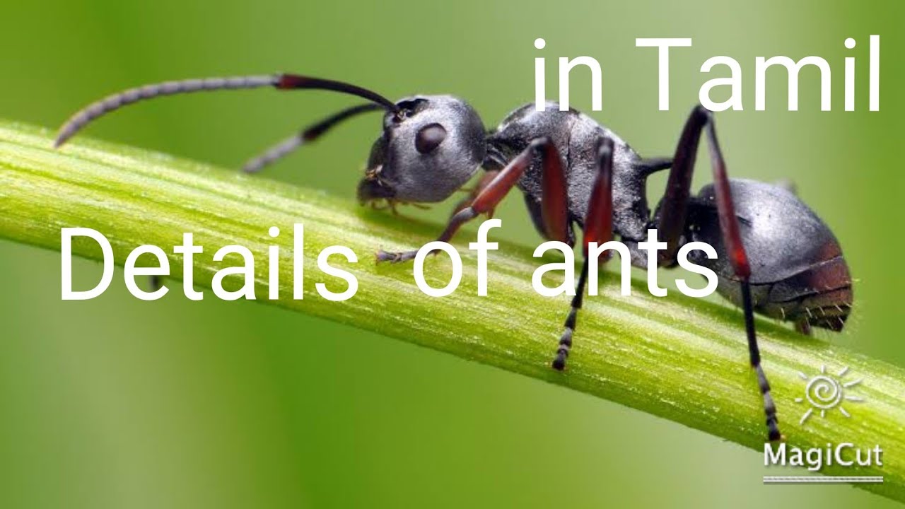 details of ants in tamil "KD3050"