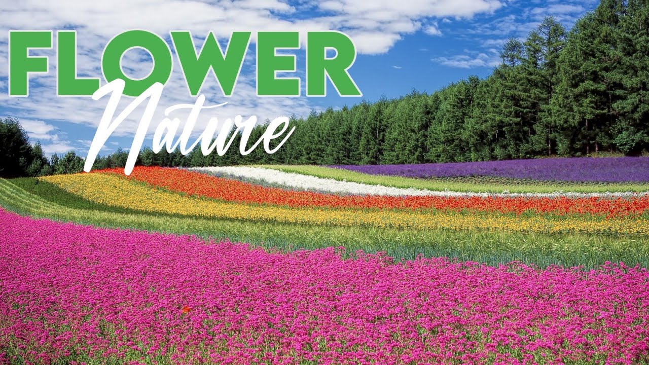 Flower Nature// HD video// Flower 1080p.mp4 - YouTube