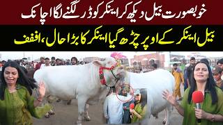 Lahore Ki Mandi Mein Sab Se Bara Bail? | Anchor Ko Dekh Kar Bail Bekabu | Nawae Insan