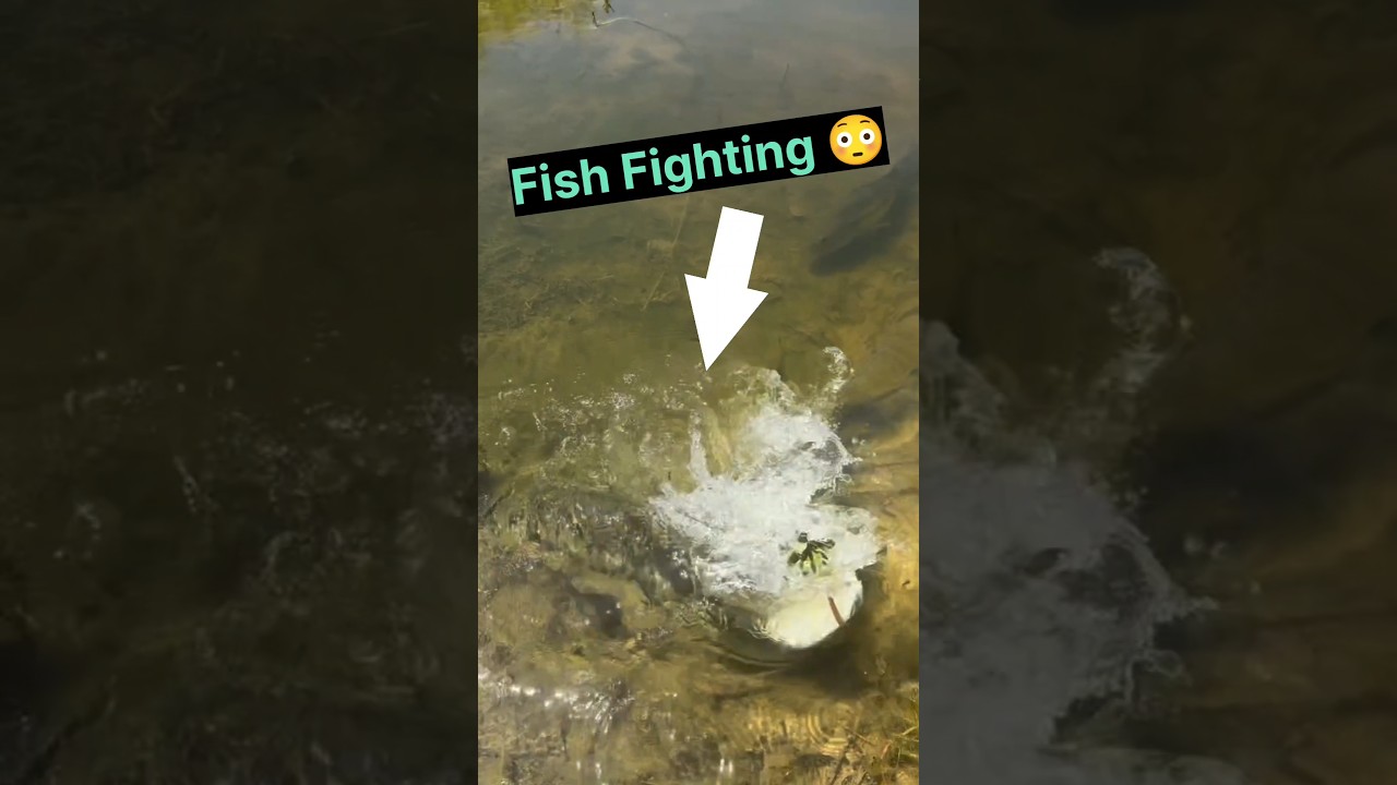 big fish fighting 