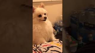 Pomeranian Wolf In Full Moon Night. Funny Animal