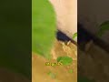 saving a dog stuck in a flood