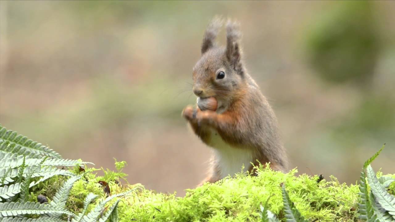 Muir of Dinnet NNR - YouTube