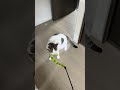 おもちゃ離さないにゃんこ