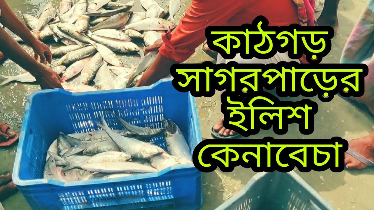 কাঠগড় সাগর পাড়ের ইলিশ কেনাবেচা। চট্টগ্রাম।।