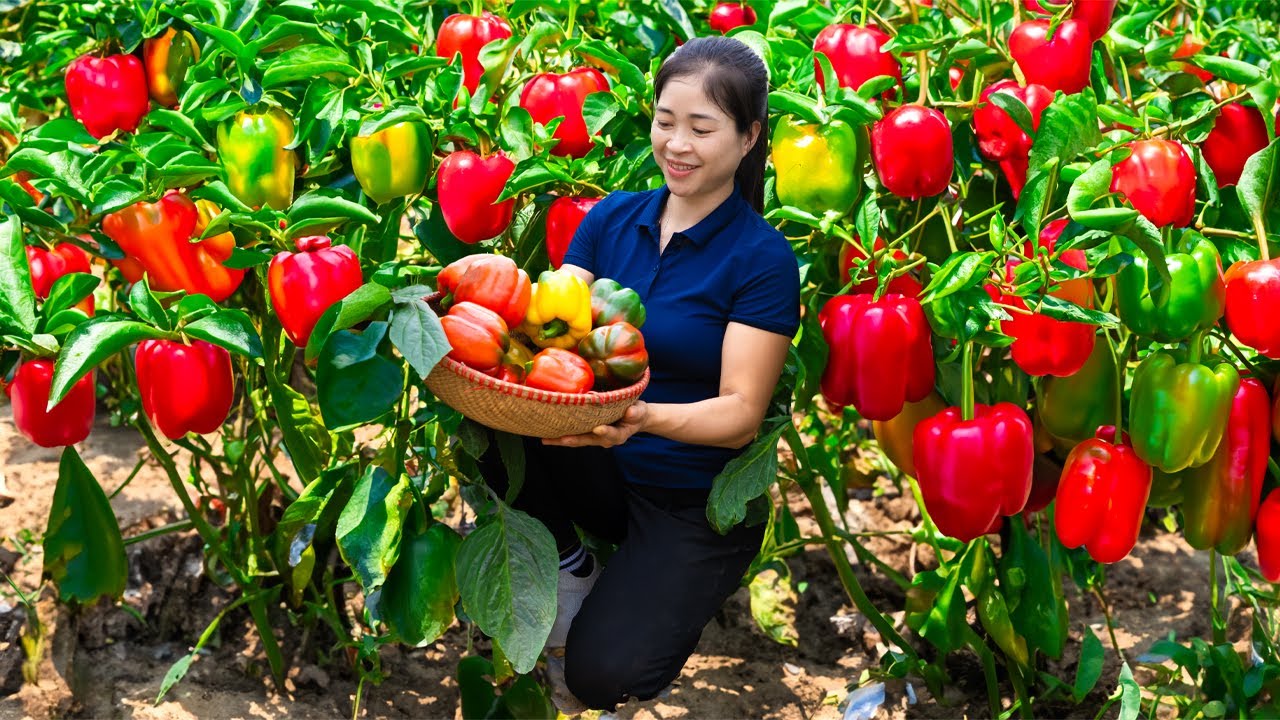 Harvest Bell Pepper & Goes To Market Sell | Harvesting And Cooking | Lý ...