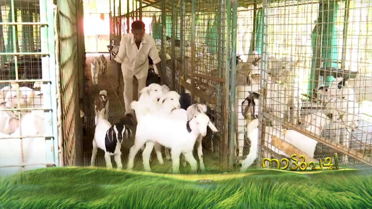 അന്ന് ഗാനമേള ട്രൂപ്പില്‍; ഇന്ന് ആട് ഫാം ഉടമ; വിജയയാത്ര