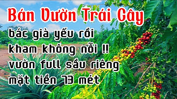 LỚN TUỔI RỒI ! bác bảy làm không nỗi nên rao bán vườn trái cây gắng bó nhiều năm ở bà rịa vũng tàu