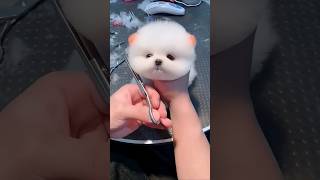 Pet happiness 😊 Happy dog 🐶 dog lovers 😙 cute puppy