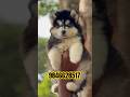 Husky puppies in kerala #shorts #shortsfeed #shortsviral