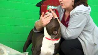 Bella A4213701 Rescued