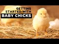 When and How to Buy Chicks to Raise for Eggs