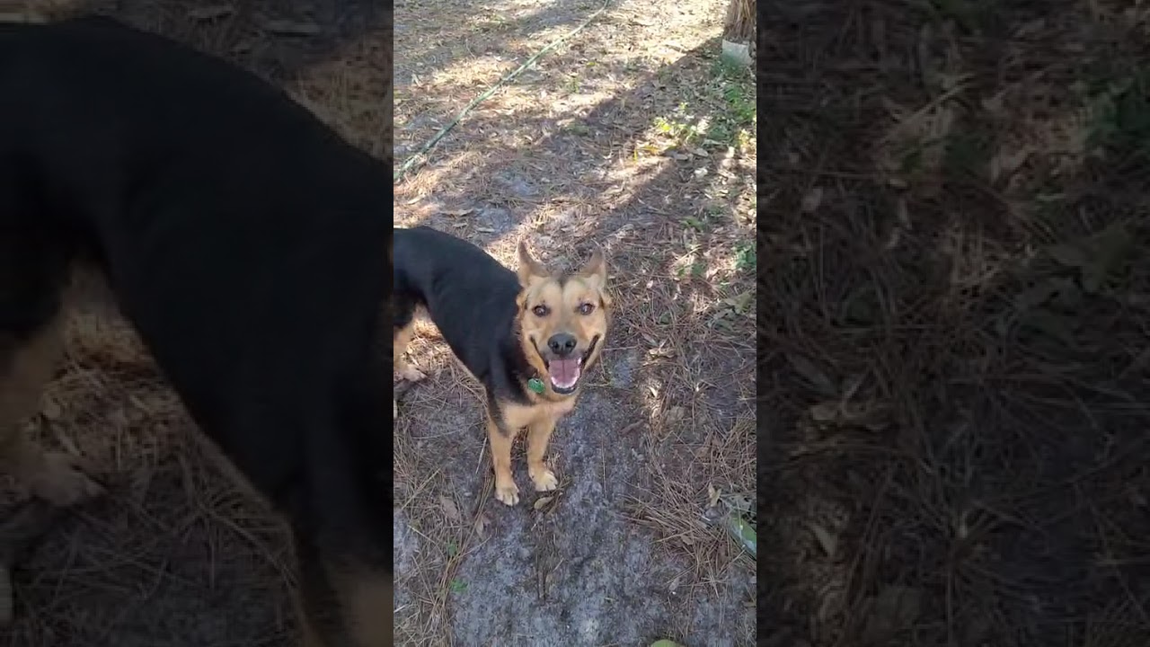 Negrita, July, Wolfy y su pandilla 