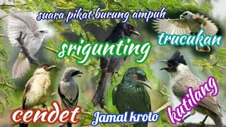 suara pikat khusus burung besar