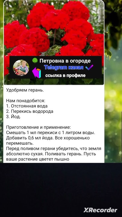 🌺Удобрения для герани - YouTube