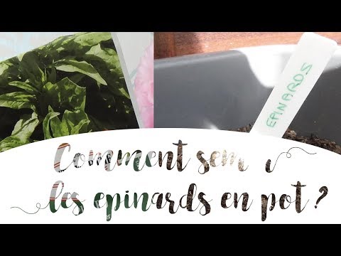 Vidéo: Cultiver des épinards en pots - En savoir plus sur les soins des épinards en pots