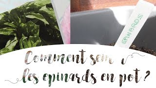 Semer des épinards en pot