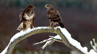 Spring Wildlife Wonders - Scotlands Dramatic Animal Survival Stories