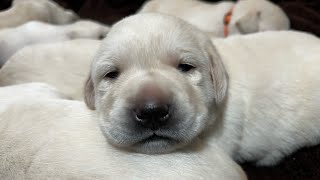 Live Puppy Cam REPLAY! Adorable Labrador Retrievers 16 Days Old  Charlie Brown & Lucy #puppy