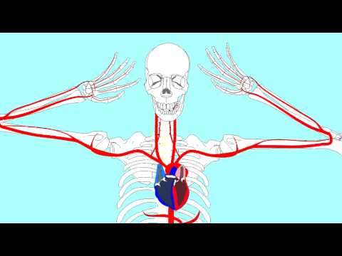Video: Čo je brachiocefalická fistula?