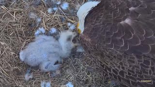 SWFL Eagles ~Feeding 'Under' Crane. Choking 💥 1.11.24 by sperantaexista1 237 views 4 months ago 16 minutes
