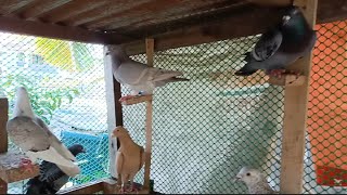 tara't bisitahin Ang cock section Ng Bernie loft...