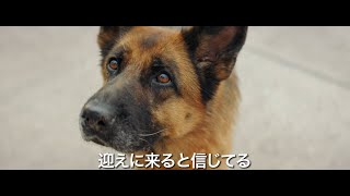 映画『ハチとパルマの物語』予告編