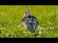 Shoebill - Murchison Falls National Park, Uganda