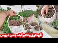 اصول نگهداری و تکثیر گیاه چمن عروس آموزش کامل با عادل اکبری اصول نگهداری و تکثیر گیاه چمن عروس آموزش کامل با عادل اکبری