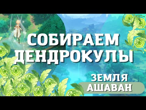 5 ЧАСТЬ. ЗЕМЛЯ АШАВАН | ДЕНДРОКУЛЫ | GENSHIN IMPACT