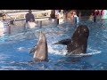 Dolphin Days (feat. Argo and Sandy) at SeaWorld San Diego on 9/17/18