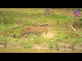 Leopard in action Yala - Sri lanka