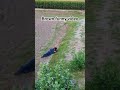😁😁😁 drone funny video prank video#short #funny short#funny