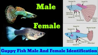 Guppy Fish Male And Female Identification