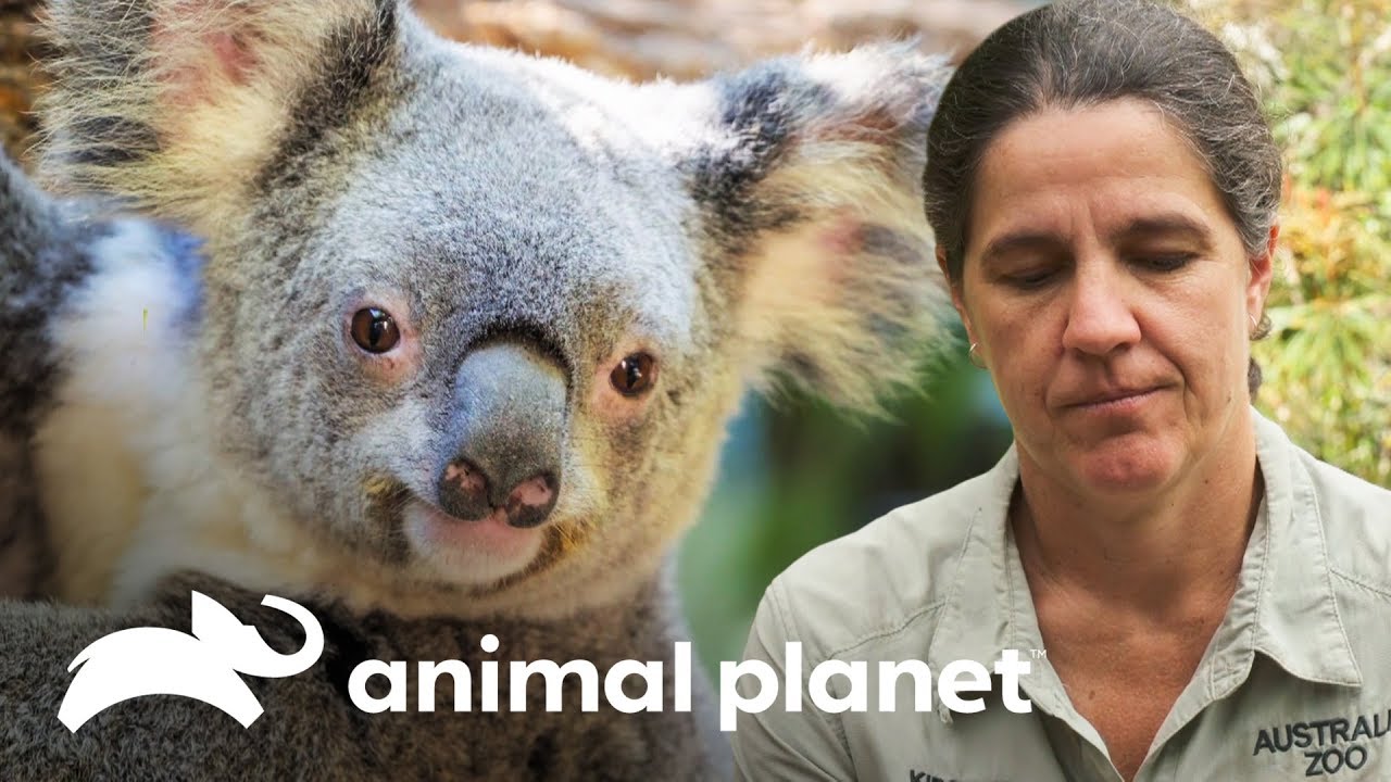 Coala grávida de gêmeos é levada para a emergência! | A Família Irwin | Animal Planet Brasil