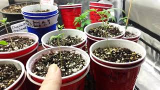 Tropics Of GingaSnapz Cannabis grow line up for 2019 Outdoor grow. #Canada#Cannabis