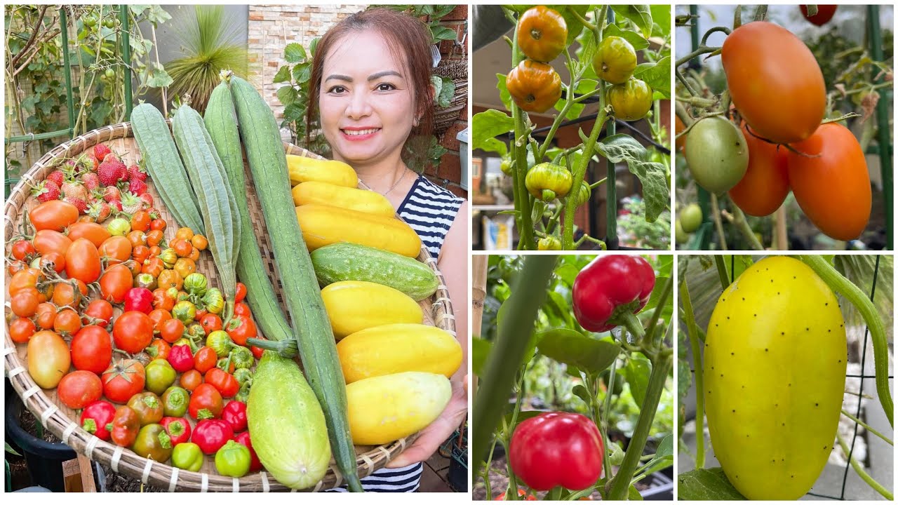 Thu hoạch mướp hương, cà pháo, ớt chuông, dưa leo, cà chua sau vườn ở Úc