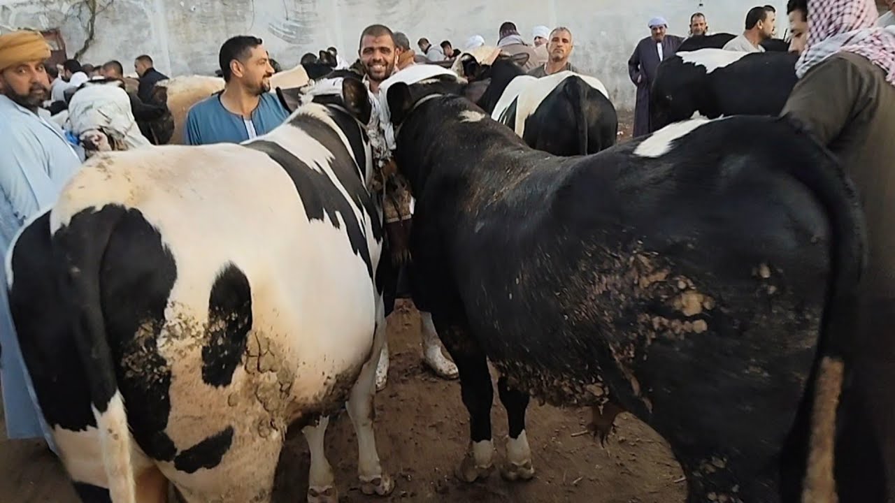 اسعار العجول الذكوره اللحم البقري في سوق دمنهور الموافق يوم 20/12/2025