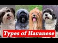 Different Markings And Types of Havanese Dogs | Types of Havanese Colors