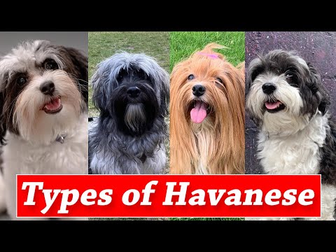 Video: Módní nový druh psů léčbě Havaneses jít oříšky Pro