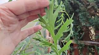 Quercus robur 'Posnania' dub letní