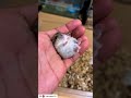 手にフィットする赤ちゃんハムスターが可愛すぎる【ててらぼペット部】