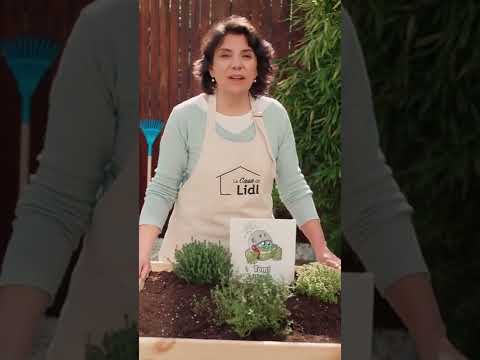 Vídeo: Quan plantar farigola de follets?