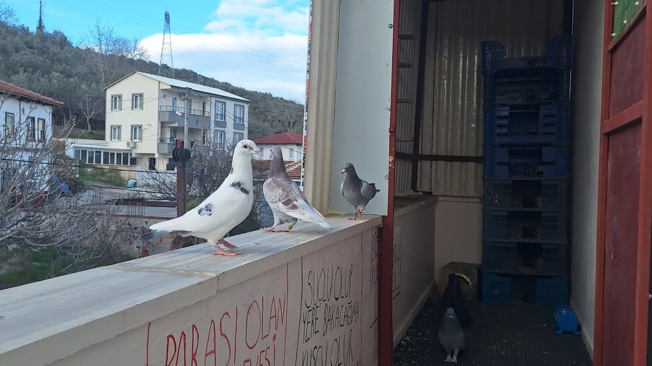 Postaların Kanatlarını Açtım 