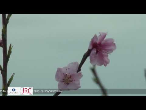 აზიური ფაროსანას წინააღმდეგ ბრძოლა კახეთშიც დაიწყო