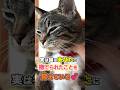 猫は「撫でてくれた人」を覚えている…その理由がすごい #ねこ #猫雑学 #ねこたんの解説