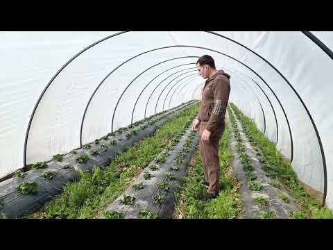 Выращивание клубники в Краснодарском крае