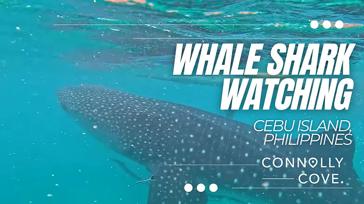 Whale Shark Watching in Cebu Island | Cebu Island | Philippines | Things to do in Cebu Island - DayDayNews